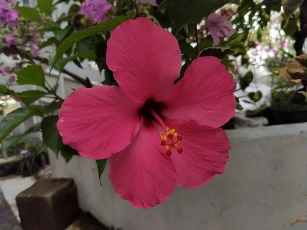 Фокус Красивого Рожевого Гібіскуса Цвітіння Саду Розмитим Фоном — стокове фото