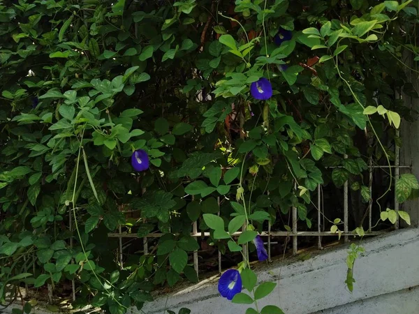 Clitoria Ternatea Telang Fiore Fiore Nel Giardino Questo Fiore Bene — Foto Stock