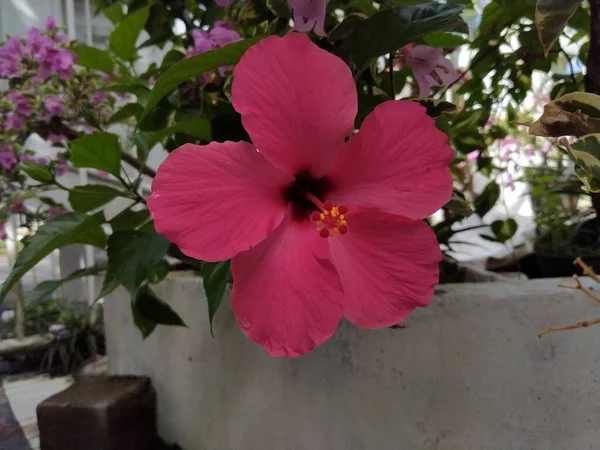 Εστίαση Του Όμορφου Ροζ Ιβίσκου Άνθιση Στον Κήπο Φόντο Θαμπάδα — Φωτογραφία Αρχείου