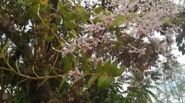 Rüzgardaki çiçek açan orkide