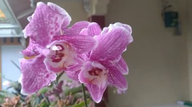 Phalaenopsis videosu ya da evin balkonunda esen mor orkideler.