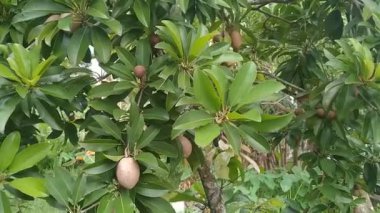 Meyve veren Manilkara zapota veya sapodilla ağacı videosu