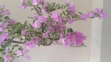 Mor bougainvillea bonsai çiçekli video evin balkonunda.