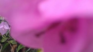 Çeşitli bougainvillea çiçek videoları