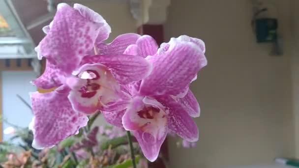 Vídeo Phalaenopsis Orquídeas Roxas Soprando Vento Varanda Casa — Vídeo de Stock