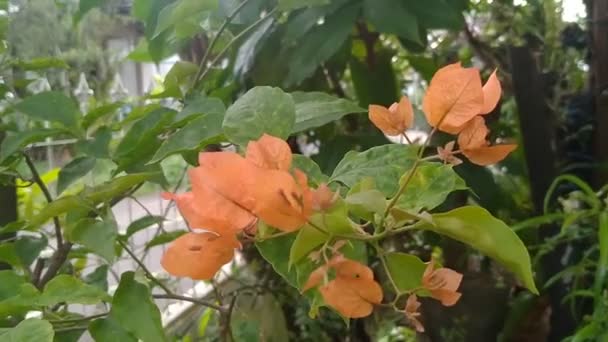 Wideo Różnych Kwiatów Bougainvillea Ogrodzie — Wideo stockowe