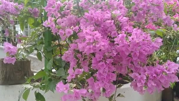 Відео Фіолетових Квітів Бугенвільї Квітуть Вітрі — стокове відео