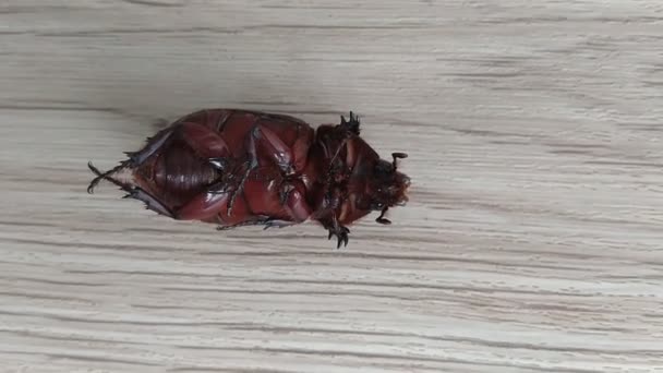 Weak Dynastinae Rhino Beetle Video Wooden Background — Stock Video