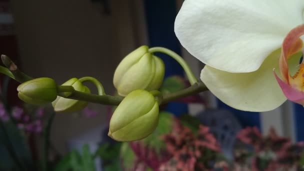 โอของ Phalaenopsis อมตะหร ขาวดวงจ นทร วยไม ดอกไม ในสวนบ — วีดีโอสต็อก