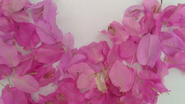 Video Van Roze Bougainvillea Bloemblaadjes Vorm Van Een Hart — Stockvideo