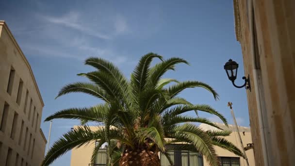 地中海克里特岛城市的棕榈树，希腊 — 图库视频影像