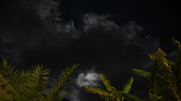 Ночное движение звезд и луны на фоне пальм — стоковое видео