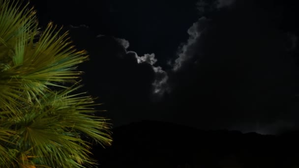 Ночное движение звезд и луны на фоне пальм — стоковое видео