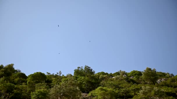 Det bergiga området i Grekland. Scen av flock fåglar som flyter över klippor eller berg. — Stockvideo