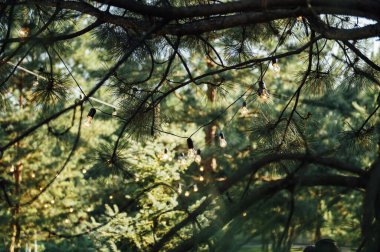 Geceleri bahçedeki ağaçta asılı duran dekoratif ip ışıkları.