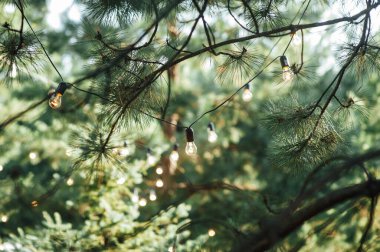 Geceleri bahçedeki ağaçta asılı duran dekoratif ip ışıkları.