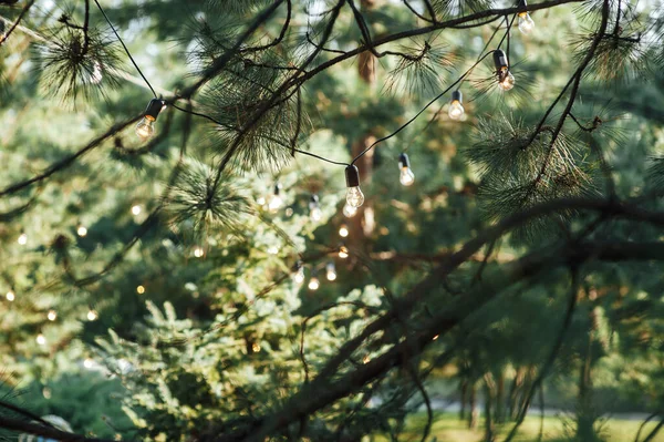 Geceleri bahçedeki ağaçta asılı duran dekoratif ip ışıkları.