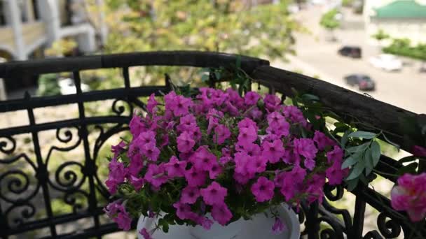 チュールと街の景色を望むヴィンテージバルコニーの美しい花 — ストック動画