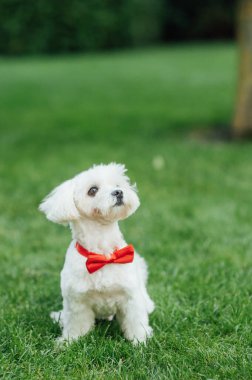 Çimlerin üzerinde oturan küçük, şirin bir köpek yavrusu. Beyaz tüylü kürk.