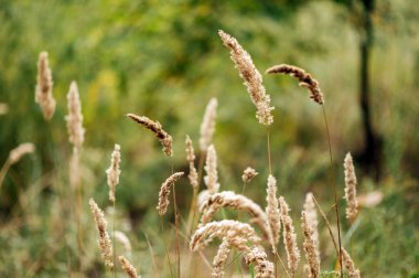 Bir orman çiftliğinin arka planına karşı bir tarlada dikenler..
