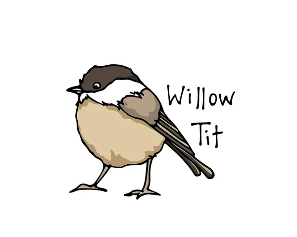 Hand drawn Willow tit — стоковый вектор