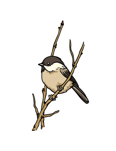Hand drawn Willow tit Gráficos vectoriales