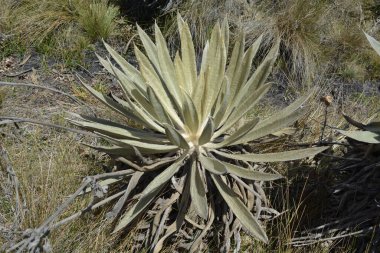 Frailejon, tipica de Paramo en Kolombiya