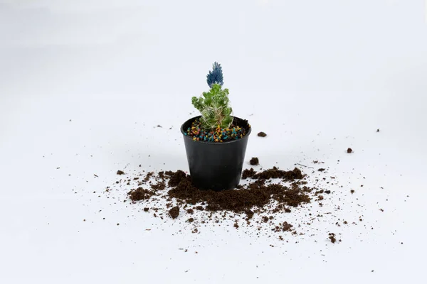 Hombre Plantando Cactus Maceta Pequeña — Foto de Stock