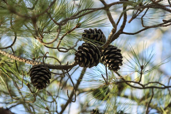 pine cone hanging on tree