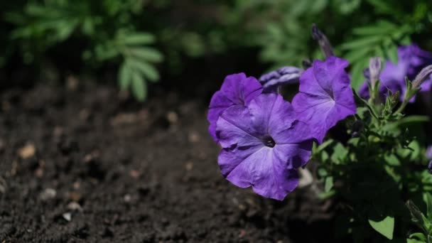 Petunia flowering plant blossom. A scene colored in bright hues of nature. — Stock Video