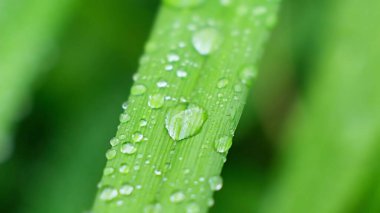 Taze şeffaf çiy tanesinden dökülen damla. Sabah yayılmış ışıklandırma.