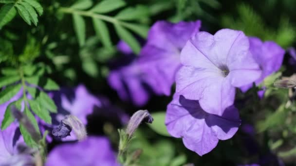 Flor de plantas con flores de Petunia. Una escena coloreada en tonos brillantes de la naturaleza. — Vídeos de Stock