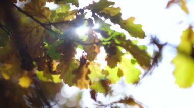 Sonbahar güneşi sarı yaprakların arasında parlıyor. Güneş ışınları yaprakların arasından süzülüyor. Ağaçların tepelerindeki yaprakların arasından süzülen güneş ışınları. Arkaplanda bulanık bokeh.