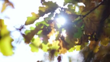 Sonbahar güneşi sarı yaprakların arasında parlıyor. Güneş ışınları yaprakların arasından süzülüyor. Ağaçların tepelerindeki yaprakların arasından süzülen güneş ışınları. Arkaplanda bulanık bokeh.