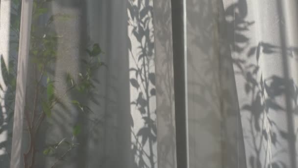 Лучи солнца светят через белый прозрачный тюль. На окне стоят домашние цветы. медленное движение занавесок от ветра. — стоковое видео