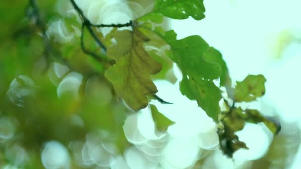 Rayos de sol que atraviesan las hojas. Rayos de sol que brillan a través de hojas exuberantes en ramas en copas de árboles. Desenfoque bokeh en el fondo. — Vídeo de stock