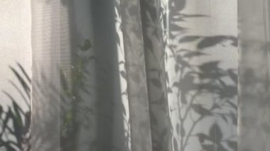 Güneş ışınları beyaz şeffaf tüllerin içinden parlıyor. Pencerede ev çiçekleri var. Rüzgardan perdelerin yavaş hareketi.