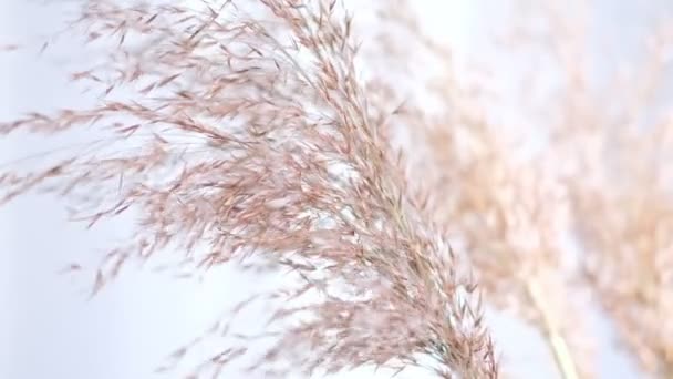 Pampas tráva proti pekanové zdi. Abstraktní přírodní zázemí měkkých rostlin Cortaderia selloana pohybující se ve větru. Jasná a jasná scéna z rostlin podobných péřovým prachům. — Stock video