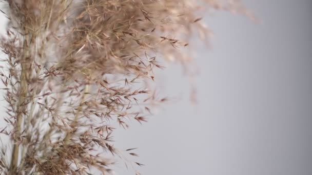 Pampas erba contro parete di noce pecan. Astratto sfondo naturale di piante morbide Cortaderia selloana in movimento nel vento. Scena luminosa e chiara di piante simili a piumini. — Video Stock