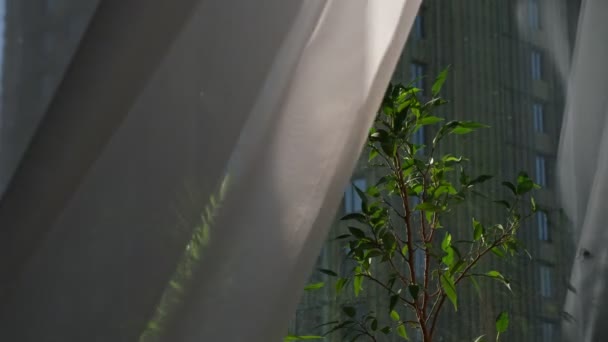 Stralen van de zon schijnen door de witte transparante tule. Er staan bloemen op het raam. langzame beweging van gordijnen uit de wind. — Stockvideo