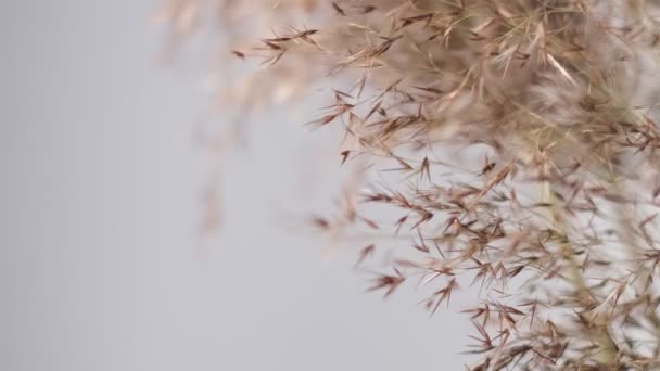 Pampas herbe contre le mur de pacane. Fond naturel abstrait de plantes douces Cortaderia selloana se déplaçant dans le vent. Scène claire et lumineuse de plantes semblables à des plumeaux. — Video