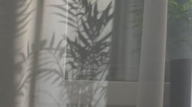 Güneş ışınları beyaz şeffaf tüllerin içinden parlıyor. Pencerede ev çiçekleri var. Rüzgardan perdelerin yavaş hareketi.