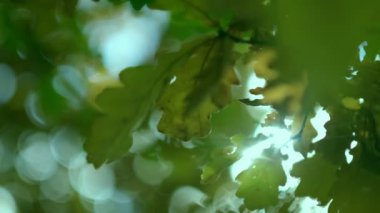 Güneş ışınları yaprakların arasından süzülüyor. Ağaçların tepelerindeki yaprakların arasından süzülen güneş ışınları. Arkaplanda bulanık bokeh.