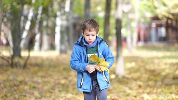 Kinder spielen im Herbstpark mit abgefallenem Laub. Junge sammelt Herbstblätter. Kind hält gelbes Ahornblatt in der Hand. — Stockfoto