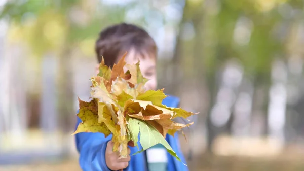 As crianças estão brincando com folhas caídas no parque de outono. O rapaz colecciona folhas de Outono. Criança está segurando uma folha de bordo amarela. — Fotografia de Stock