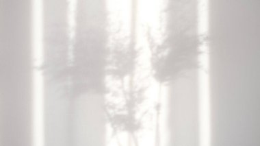 Pampas 'ın sabah güneşinin şeffaf bulanık gölgesi. Ürün sunumu, arkaplan ve maket üzerine kaplama yapmak için. Yumuşak bitkilerin soyut doğal arkaplanı rüzgarda hareket eden Cortaderia selloana