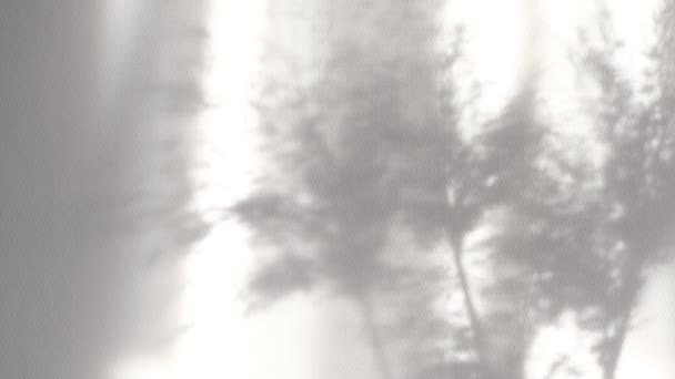 Ombre floue transparente de la lumière du soleil du matin de l'herbe de Pampas. pour superposer sur la présentation du produit, toile de fond et maquette. Fond naturel abstrait de plantes douces Cortaderia selloana se déplaçant dans le vent — Video