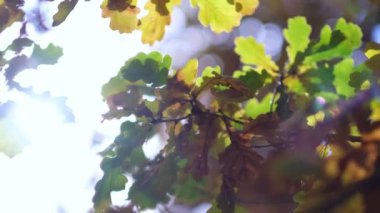 Sonbahar güneşi sarı yaprakların arasında parlıyor. Güneş ışınları yaprakların arasından süzülüyor. Ağaçların tepelerindeki yaprakların arasından süzülen güneş ışınları. Arkaplanda bulanık bokeh.