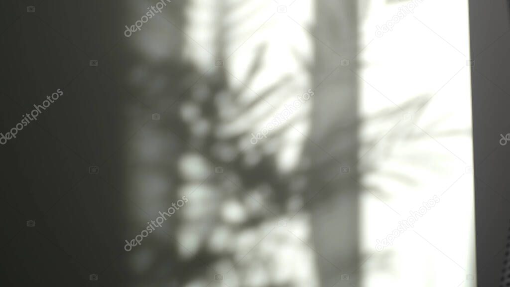 Leaves tree branch falling on green wall. Transparent blurry shadow of leaves morning sun light. slow movement of curtains from the wind