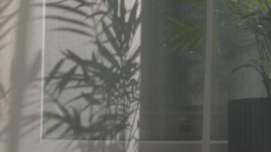 Güneş ışınları beyaz şeffaf tüllerin içinden parlıyor. Pencerede ev çiçekleri var. Rüzgardan perdelerin yavaş hareketi.